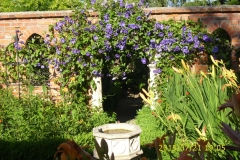 Clematis Perle d'Azur im Klostergarten-min