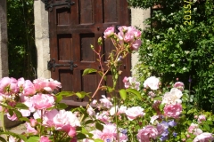 Rose Bonica im Klostergarten-min