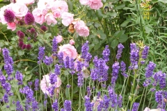 Rose Bonoca, Lavendel und Allium-min